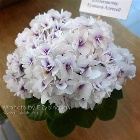 Pin by Kathy Perkins on African violets | African violets, African ...