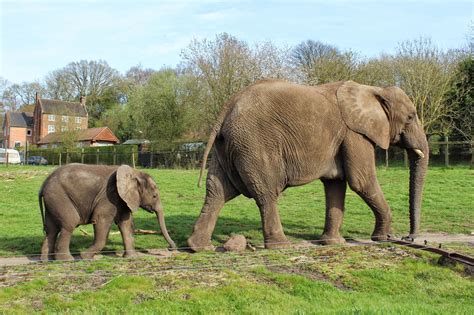 West Midlands Safari Park - Spring 2015 | El Willmer