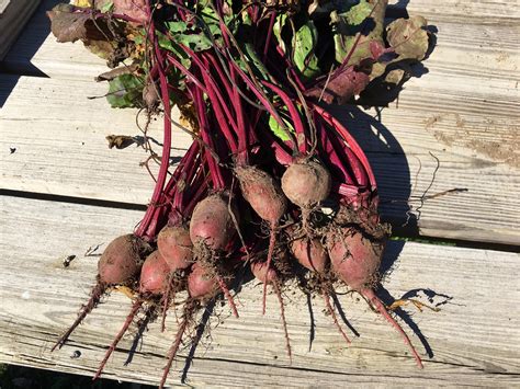 First time growing beets was a success. : r/homestead