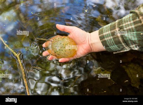 Jefferson Salamander Eggs