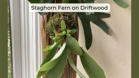 How To Mount Staghorn Ferns On Driftwood Youtube