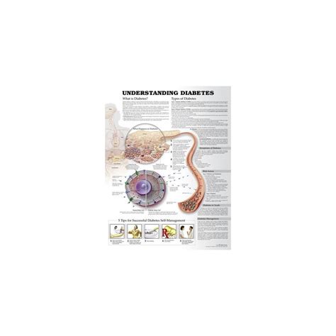 Understanding Diabetes Anatomical Chart