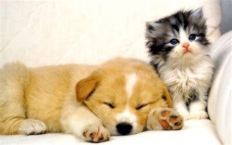 10 Latest Cute Dog And Cat Wallpaper FULL HD 1920×1080 For PC Background 2024