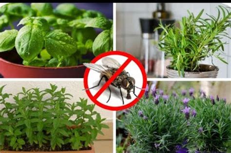 Plantas Que Alejan A Las Hormigas Ara As Moscas Y Otros Insectos De