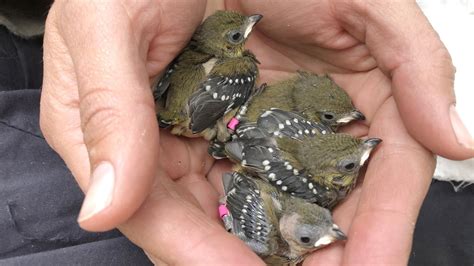 Australian National University New Research Into 40 Spotted Pardalote