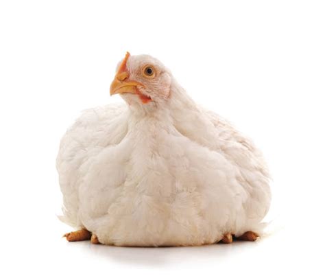 White Chicken Feathers Stock Photos, Pictures & Royalty-Free Images ...