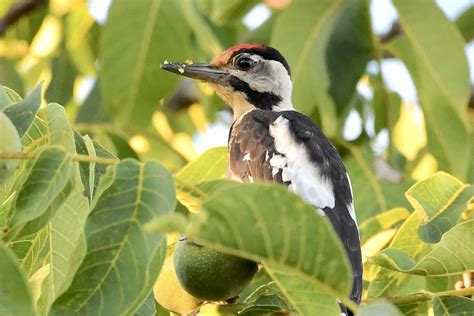 Blutspecht Im Nussbaum C Ralph Bergs Naturgucker De Enjoynature