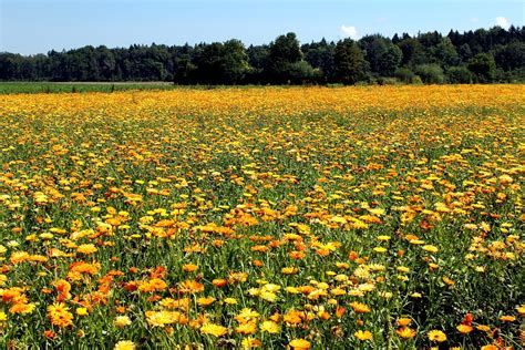 Free photo: Marigold, Field, Nature, Landscape - Free Image on Pixabay - 414343