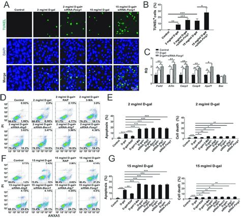 The Expression Of Foxg Affects Apoptosis In Oc Cells After D Gal