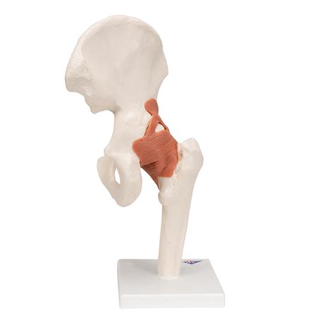 Anatomical Teaching Models Joint Models Functional Hip Joint