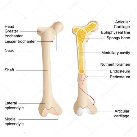 Bone Anatomy Stock Vector Stockshoppe 9978318