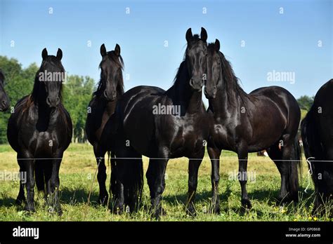 [16+] Black Friesian Horse Wallpapers - WallpaperSafari