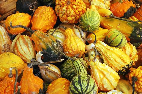 Colorful gourds — Stock Photo © montana #2015392