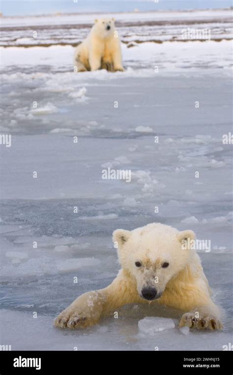 Polar Bears Ursus Maritimus Curious Cub In Newly Forming Pack Ice