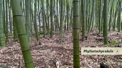 Phyllostachys Edulis Aka Moso The King Of Bamboo Bambu Batu