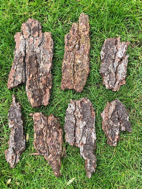 Pine Tree Bark/ Natural Pine Tree Bark for Crafts/terrariums/ Assorted ...