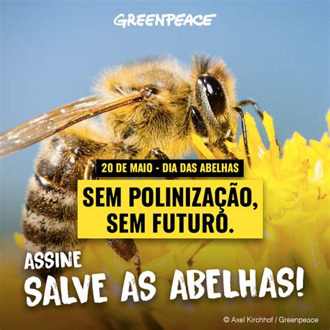 Sem Poliniza O Sem Futuro A Import Ncia De Salvar As Abelhas