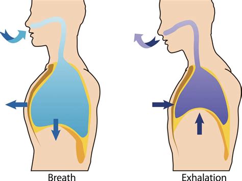 Learning To Breathe Again Longevity