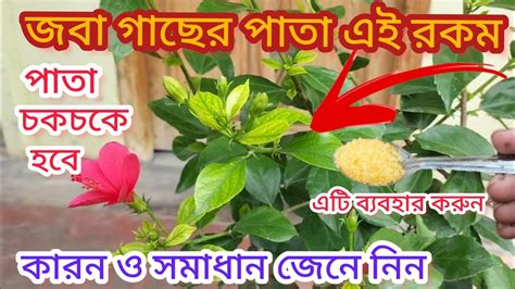 জবা গাছের পাতা সবুজ হচ্ছে না। এটি ব্যবহার করলে জবা গাছের পাতা চকচকে