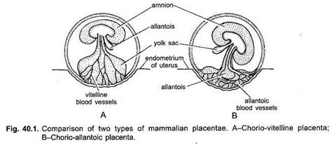 Classification Of Chorio Allantoic Placenta Chordate Zoology