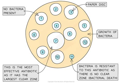 Investigating Microbial Growth Aqa A Level Biology Revision Notes