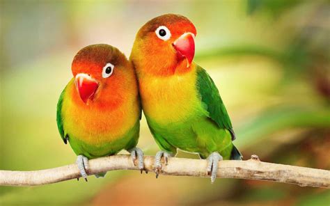 Parrots Laptop Wallpapers Top Free Parrots Laptop Backgrounds