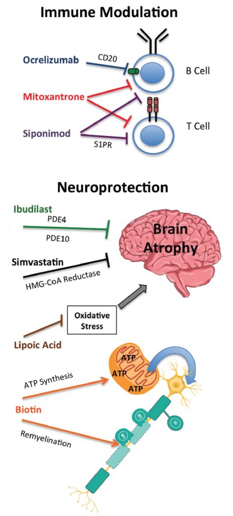 Promising Therapies For Multiple Sclerosis Treatment - Ask The Nurse Expert