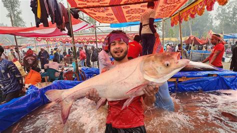 বগুড়ার জামাই মেলার বিশাল বড় মাছ কিনলাম ঐতিহ্যবাহী পোড়াদহ মাছ মেলা