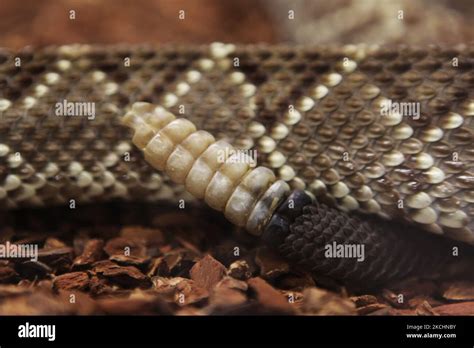 Close Up Of The Rattle On A Neo Tropical Rattlesnake Crotalus Durissus