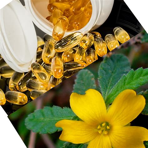 Damiana Extract Powder or Damiana Extract Capsules? That's The Question ...