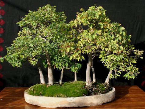 Bonsai Asam Belanda Asem Londo Wikynesia