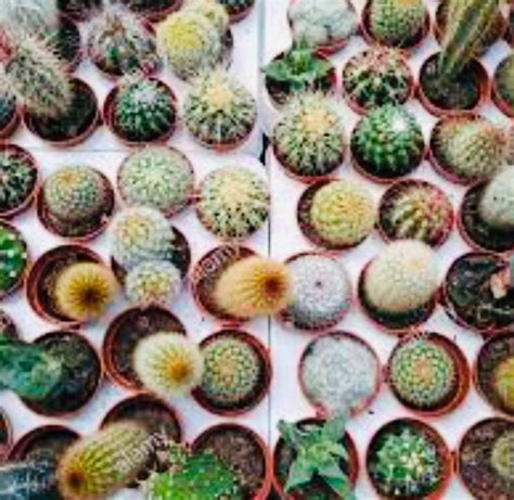 MIX 25 SAMEN KAKTUS CACTUS GRAINES SEMI SEEDS СЕМЕНА Kaufen auf