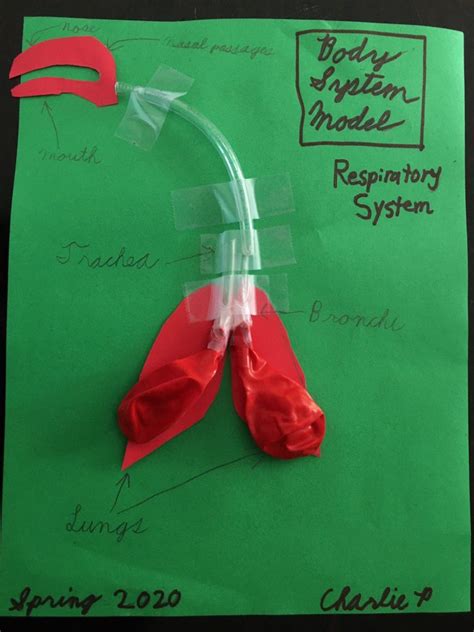 Respiratory System Model