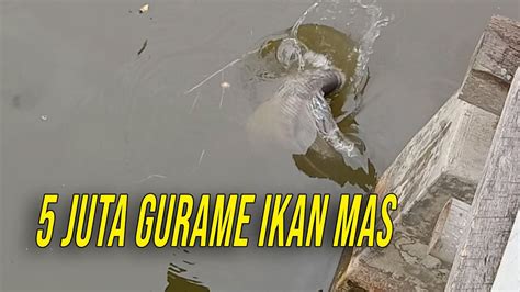 Mancing Ikan Gurame Borongan Jt Youtube