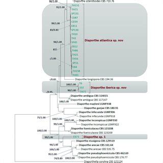 Phylogram Of Diaporthe Resulting From A Maximum Likelihood Analysis