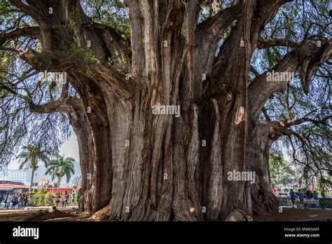 Tree Of Tule Located In The Church Grounds In The Town Centre Of Santa