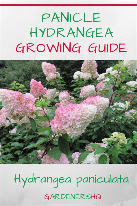 Panicle hydrangea hydrangea paniculata growing care guide for gardeners ...