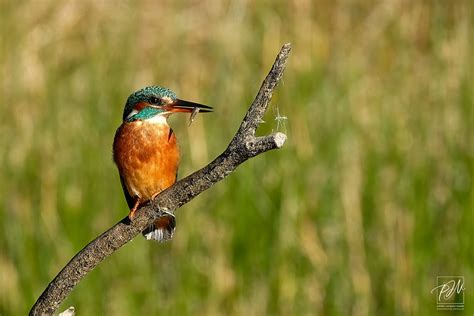 Martin pêcheur d Europe Alcedo atthis Common Kingfisher Flickr