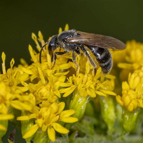 Quebec Sweat Bee From Rockland County NY USA On August 26 2022 At 09