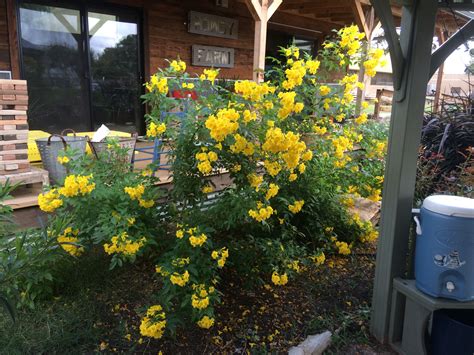 Yellow Bells Or Esperanza 4 Outdoor Gardens Outdoor Spaces Landscape