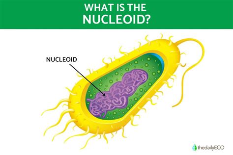 Nucleoid - Structure, Function, and Role in Bacteria