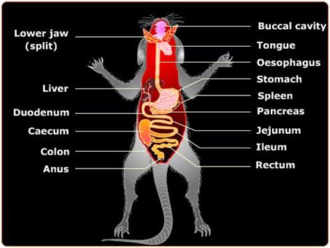 Rat Heart Diagram And Functions Quizlet Intestine Rat Dissec