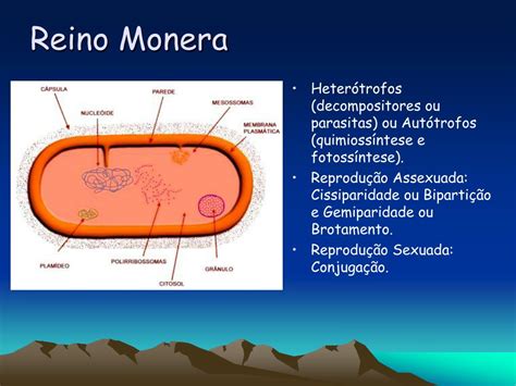 Nutrição Do Reino Monera - PPT - Reino Monera PowerPoint Presentation, free download - ID:3857824