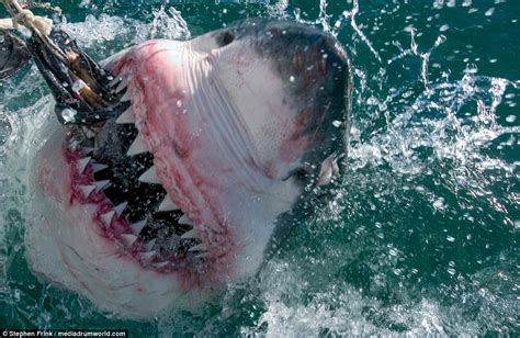 Florida Diver Stephen Frink May Have Found The Worlds Largest Great