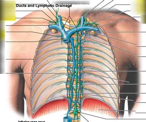 Lymphatic Ducts Diagram | Quizlet