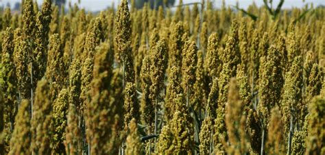 Sorgo E Miglio Cereali Rivelazione Anche Per Lalimentazione Umana I