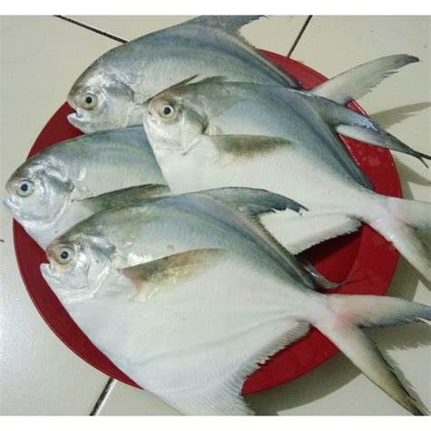 Jual Jual Ikan Bawal Putih Fresh Kg Isi Ekor Shopee Indonesia