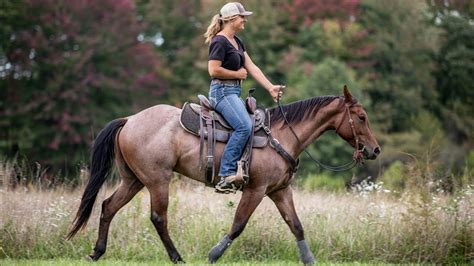 Banner Krs Signature Horse Clinton Anderson Method Trained Gelding