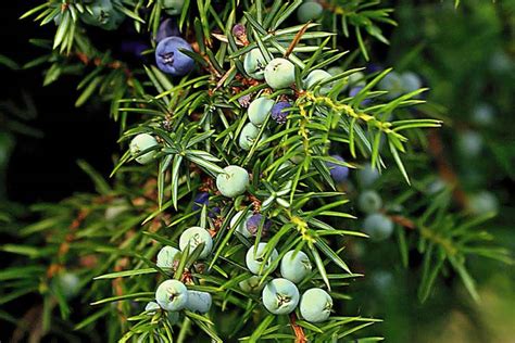 What Are Juniper Berries? 10 Benefits Studied & Where To Buy - Superfoodly