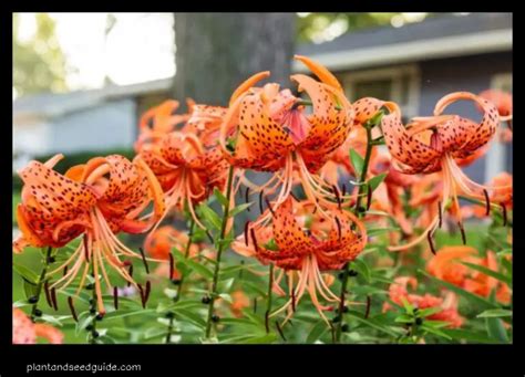 The Vibrant Beauty Of The Orange Tiger Lily Plant And Seed Guide